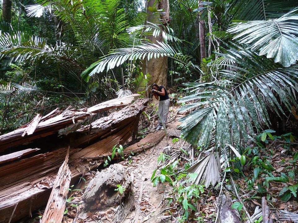 В джунглях Малайзии: Таман Негара